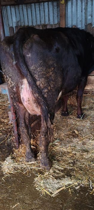 Vaca de vânzare buna de lapte