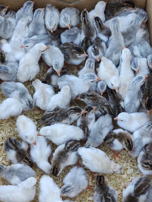 Vând bibilici pinguin