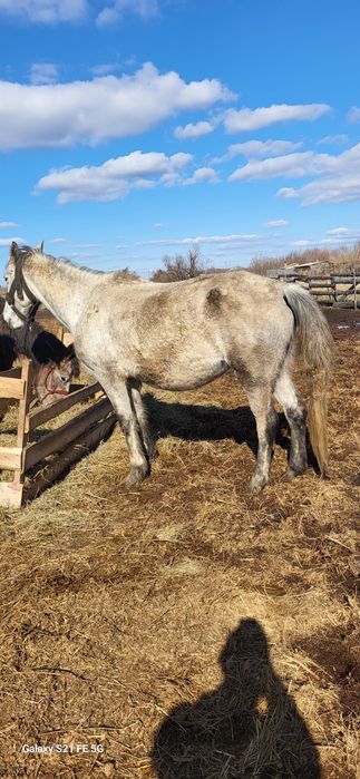 Лошади четыре кобылы