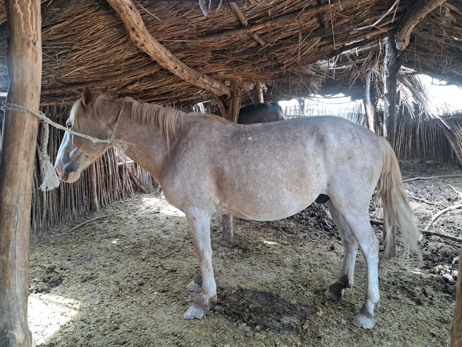 ат пішпе 8 ЖАСАР