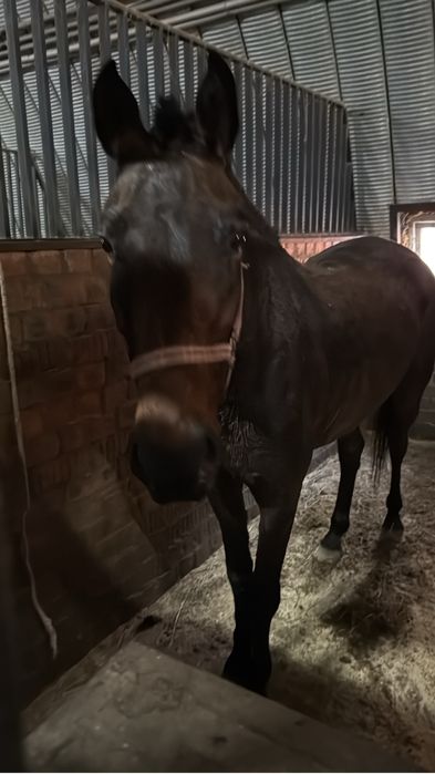 Лошадь объезженная