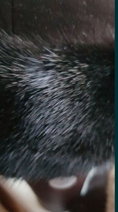 Продам шапку ,норка+замша б/у