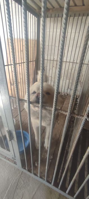 Породистые дворняжки щеночки добрым людям с паспортом Чипированы спаси