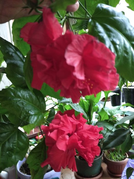 Колеус, клеродендрум