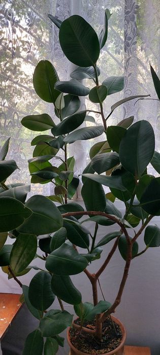 Фикус большой, красивый