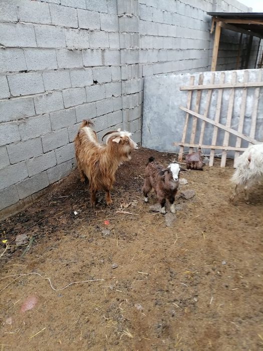 Лакты ешкимер серке теке