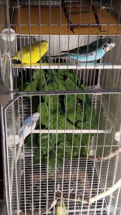 Продам 4 попугая волнистых и большую клетку