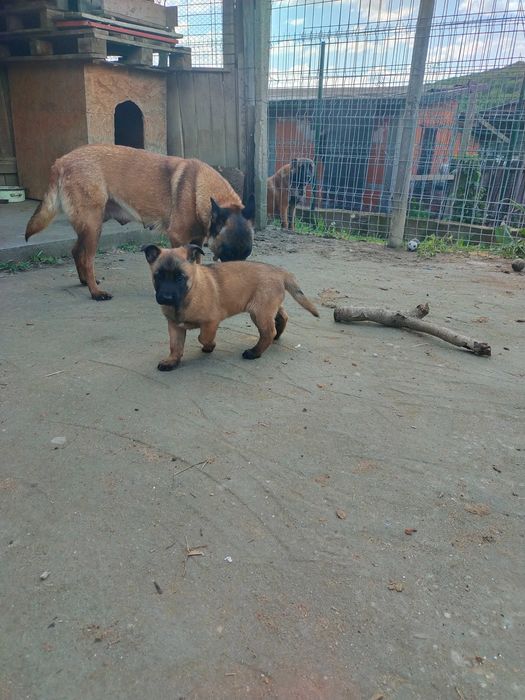 Ciobanesc belgian MALINOIS