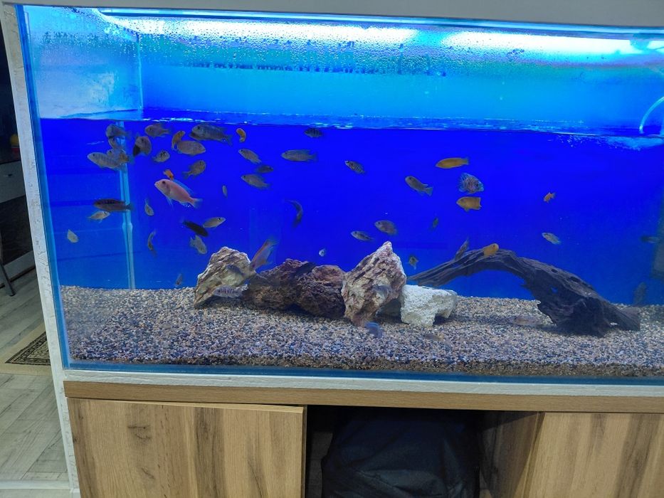 Продам малависких цихлид