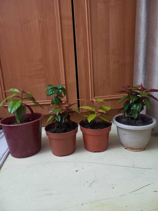 Продам комнатные цветы