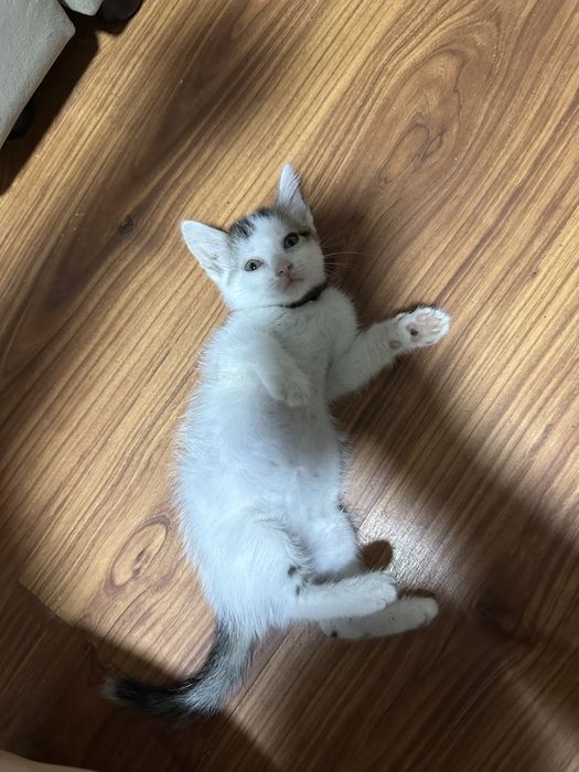 Отдам котят в добрые руки(мальчики)