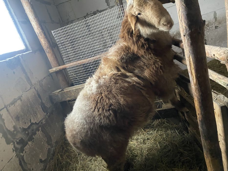 Продам племянного кошкара