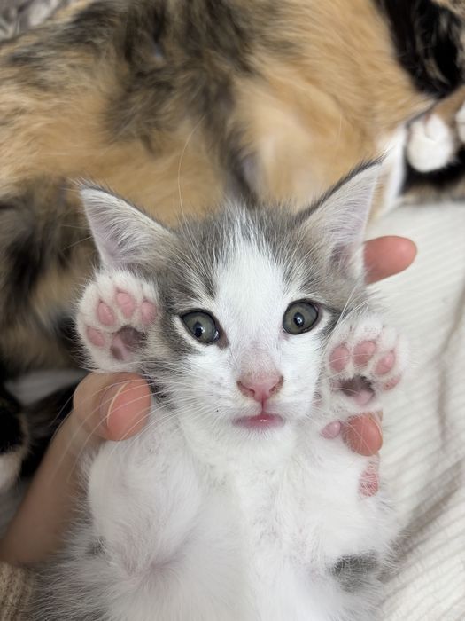 Котенок мальчик 2 месяца