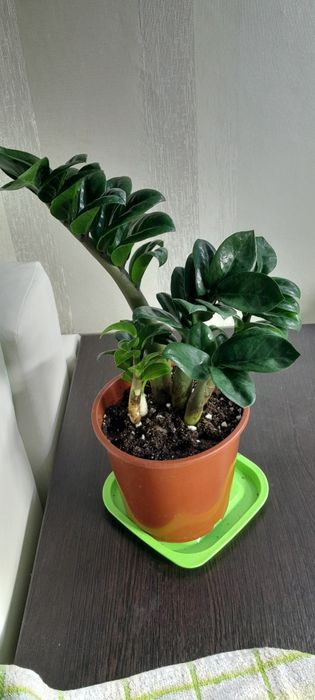 Замиокулькас Зензи