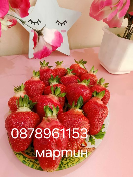 Разсад ягоди и малини