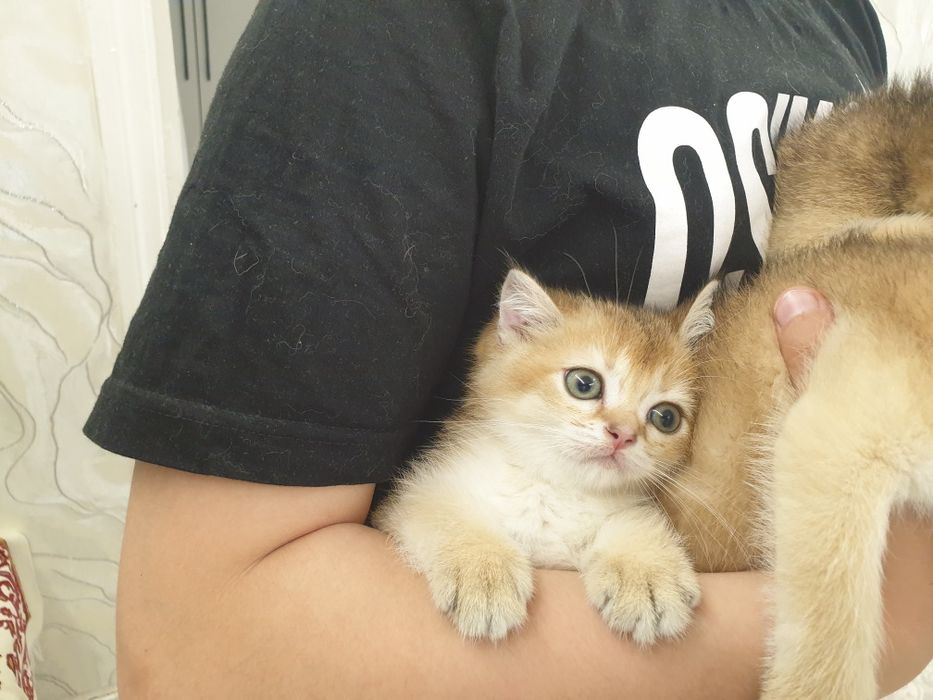 Чистакровная шиншилла  мушукчалар  обученые к лотку кушають супер