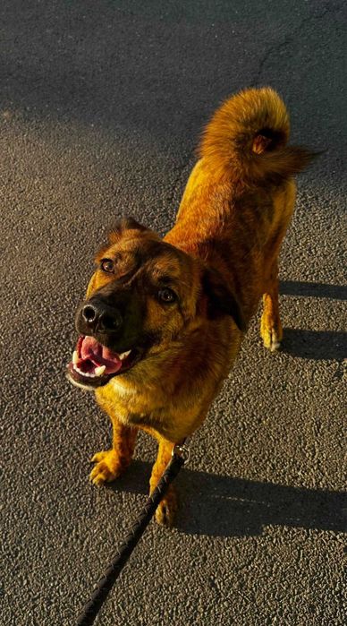 Donez metis-malinois (ciobanesc belgian)