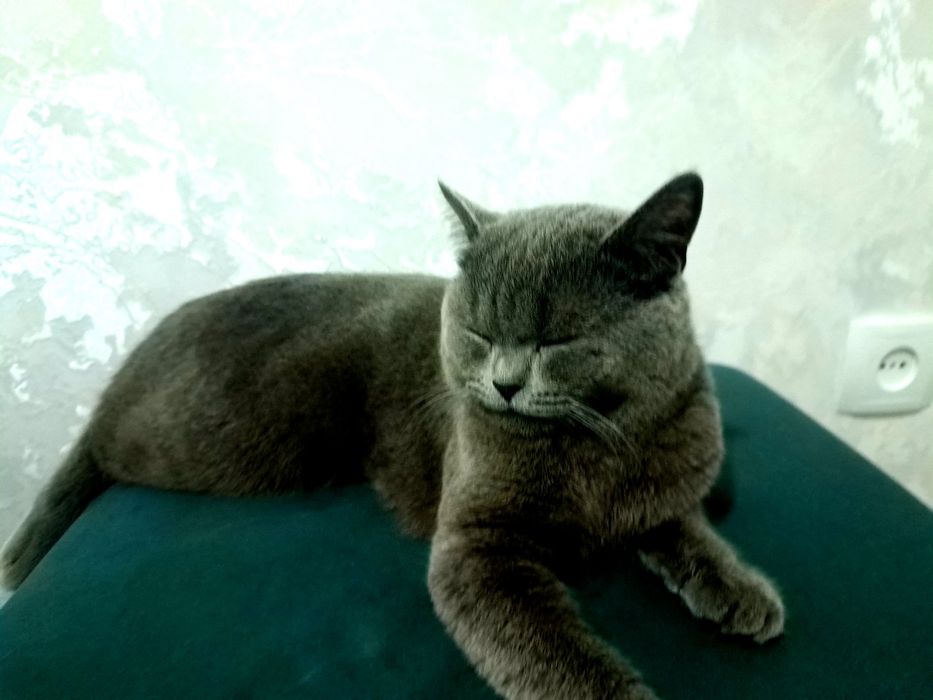 Mushuk zoti britan short hair