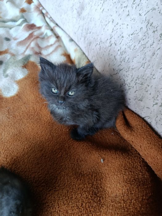 Отдам котят в добрые руки!