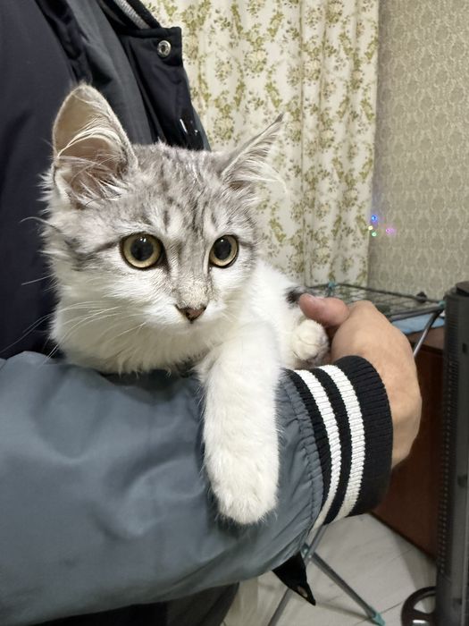 Ищу старых или новых хозяев