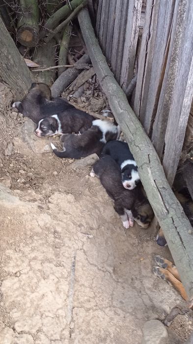 Căței frumoși pentru adopție