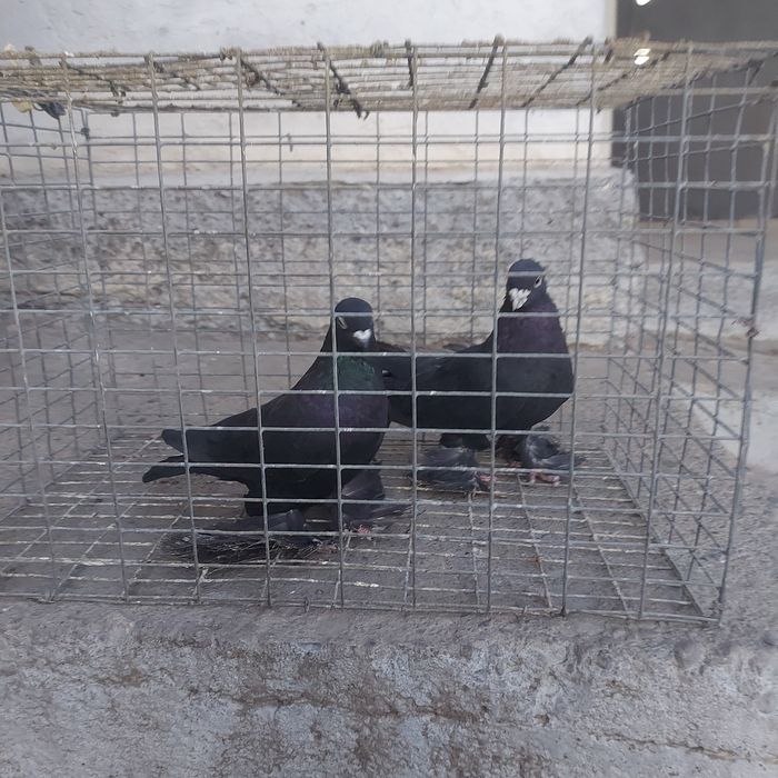 Жук пара лет с игрой сталбом