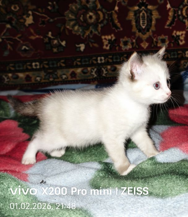 Котенок в добрые руки