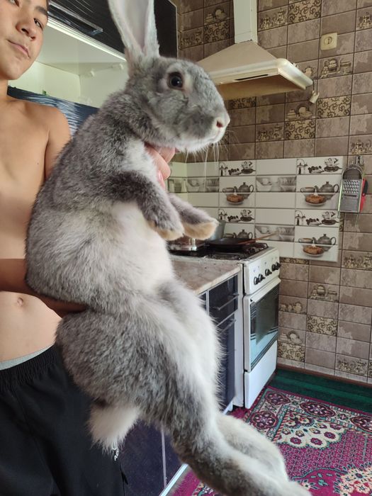 Quyonlar arzon NAVOIY