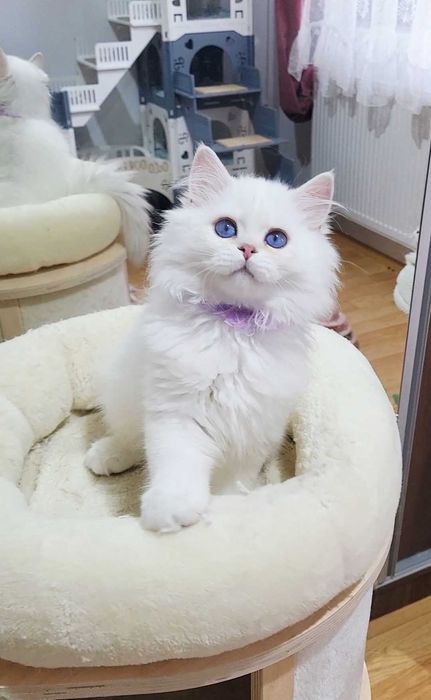 Baiat british longhair alb cu ochi albastri - pedigree