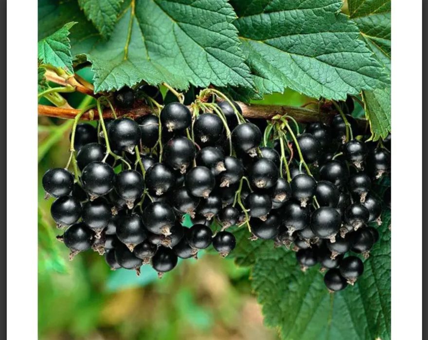 Продается смородина