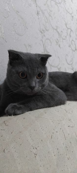 Котята британские