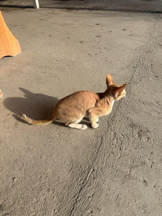 Продаю Кот Девон-рекс