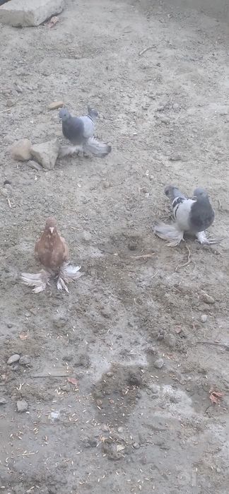 Kabutar sotiladi