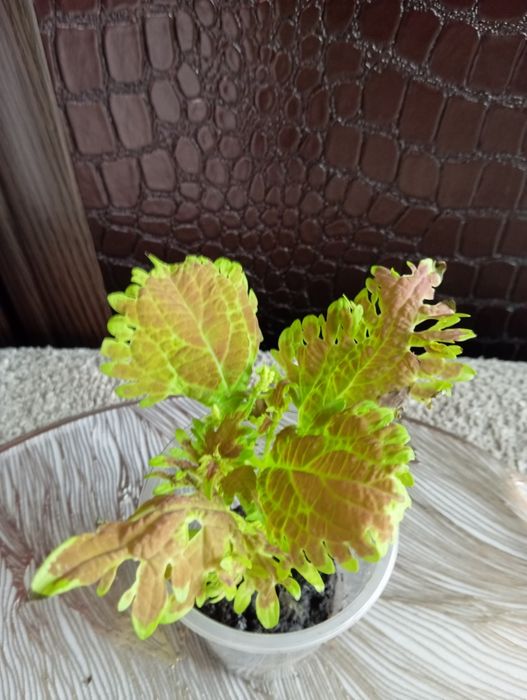 Комнатные растения