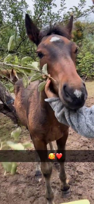 Manz de vanzare din parinti foarte buni