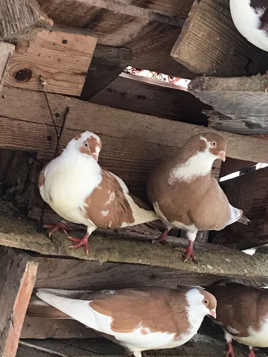 Vând porumbei galateni jucatori