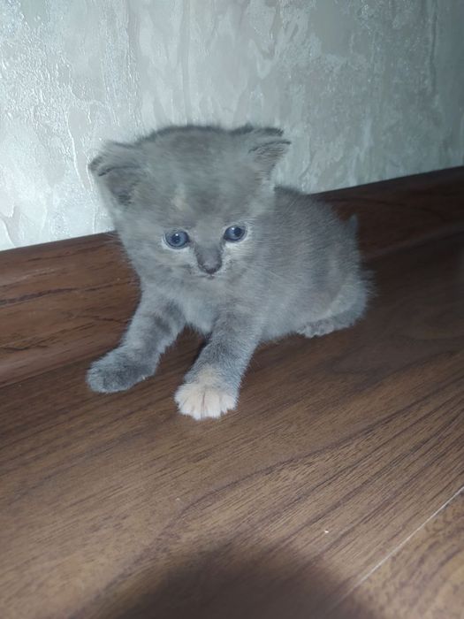 Породистые котенки, подробнее в описании