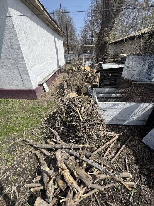 Продается ДРОВА клен