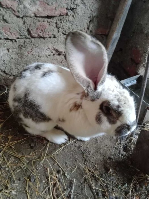 Домашни зайци за Великден