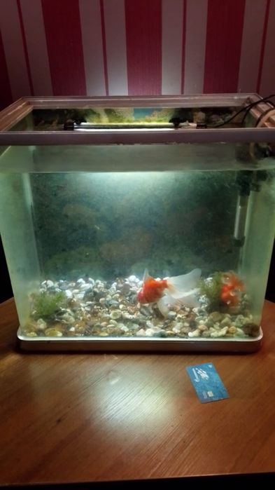 Аквариум отдам со всеми запчастями