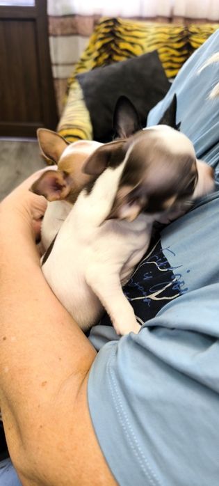 Акция! Продам # щенки# Чихуахуа 3 мальчика
