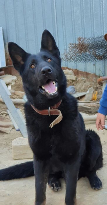 Кобель Вео вязка