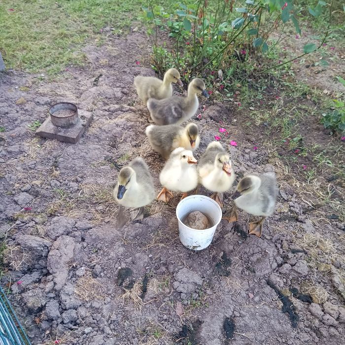 Boboci de gâscă, vârstă 2 saptamâni