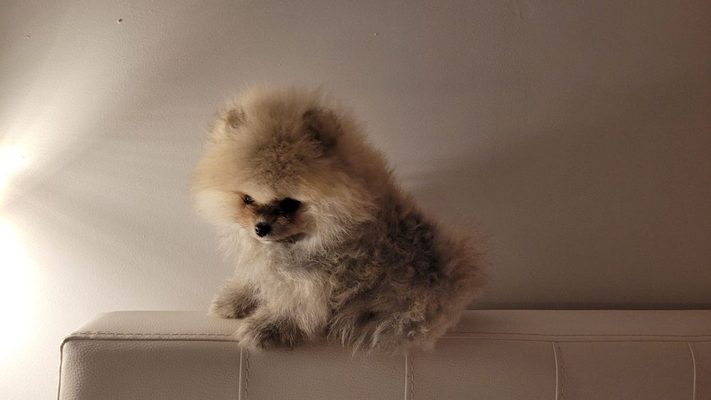 Pomeranian băiețel pufos