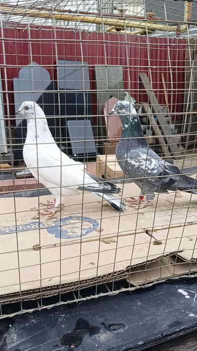 Голуби пакистанцы