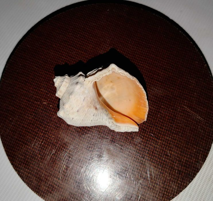 Ракушки черноморской рапаны.