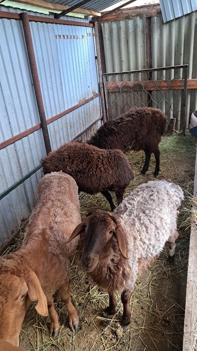 Кой бараны продам