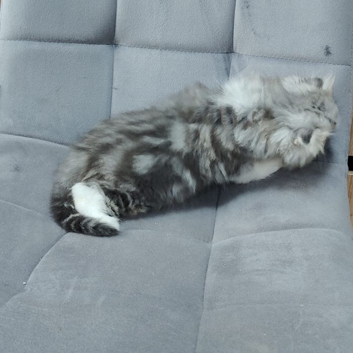 Котята Мраморные британцы