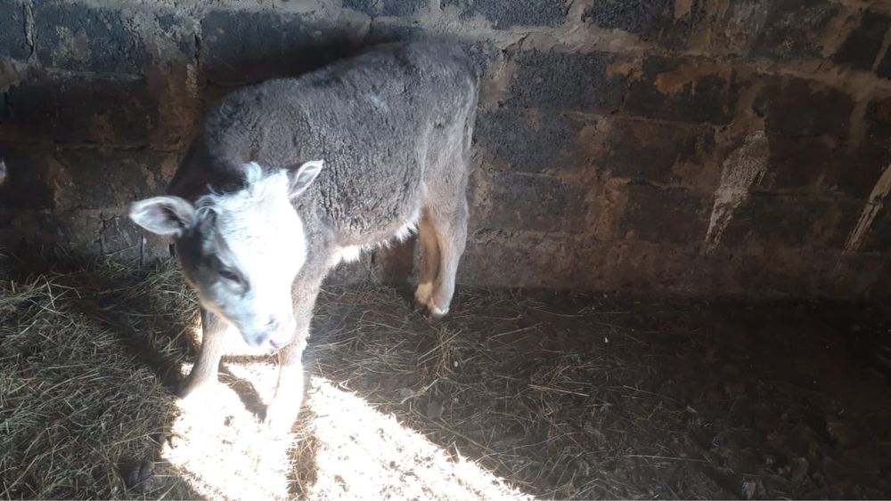 Бұзаулы сауын  сиырлар