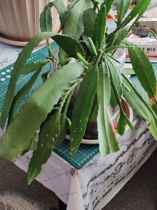 Цветок декабрист